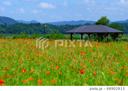 秋晴れのキバナコスモス畑 68902613