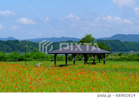 秋晴れのキバナコスモス畑 68902614