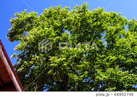 キャンプ場の木々とジャングルジム 68902746