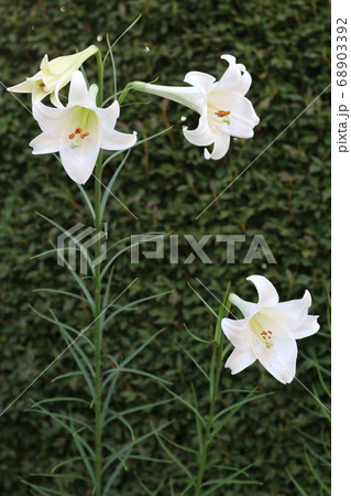 百合の花 百合の花 68903392