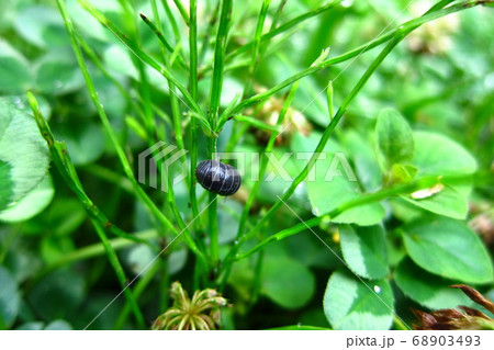 植物の上のダンゴムシ 植物の上のダンゴムシ 68903493