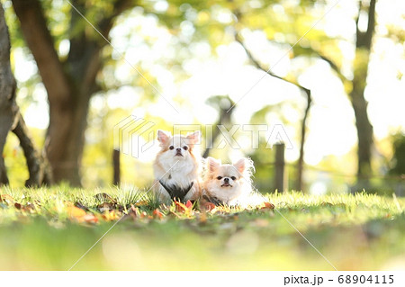 チワワ 68904115