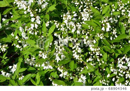 開花し始めた白い花と蕾と黄緑色の葉を付けたウツギ 空木 と推定される植物を撮影した写真の写真素材