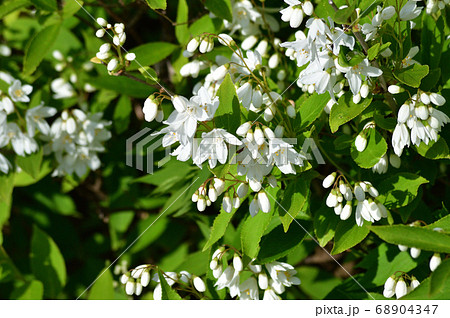 開花し始めた白い花と蕾と黄緑色の葉を付けたウツギ 空木 と推定される植物を撮影した写真の写真素材