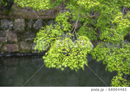 川に垂れる新緑のもみじ 68904483