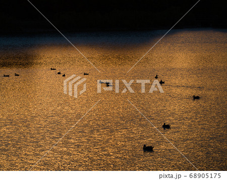 カモのいる公園の池の夕景 68905175