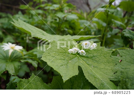 栂池自然園の透明のサンカヨウの花の写真素材