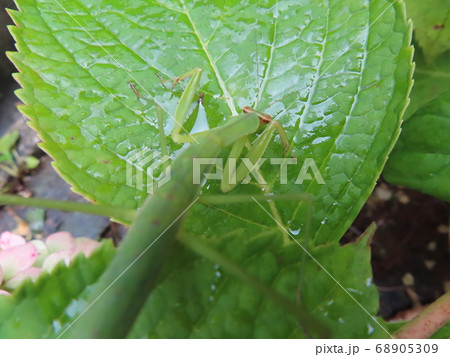 葉っぱの上に溜まった水を飲むカマキリの幼虫の写真素材