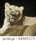 ライオン 68905573