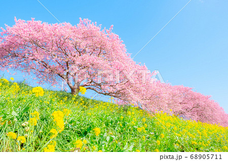 南伊豆町・下賀茂の河津桜　（ソフトフォーカス） 68905711