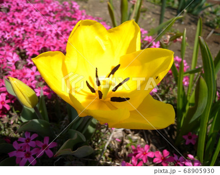 チューリップ チューリップ 68905930