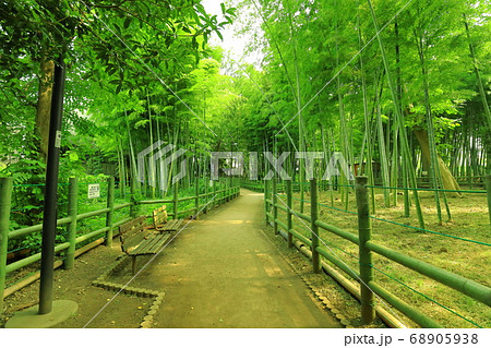 すずめのお宿緑地公園　 竹林 68905938