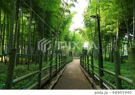 すずめのお宿緑地公園　 竹林 68905940