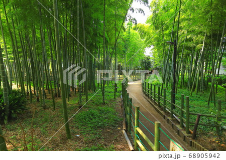 すずめのお宿緑地公園　 竹林 68905942