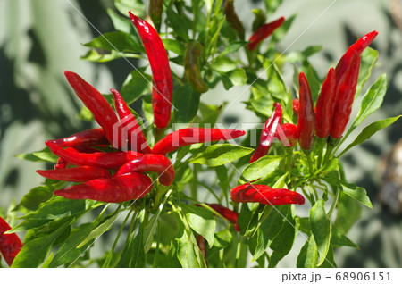 収穫期のタカノツメ(トウガラシ) 収穫期のタカノツメ(トウガラシ) 68906151