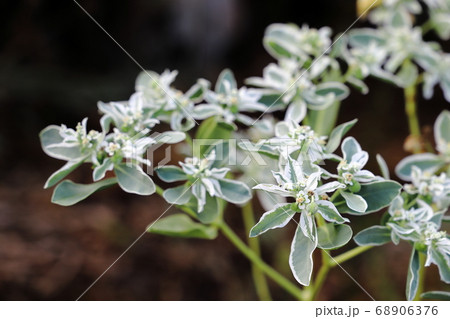 ハツユキソウ 68906376