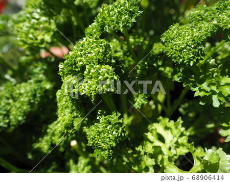 パセリ 68906414