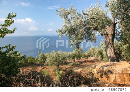 Olive trees on the slopes of Mount Athos Olive trees on the slopes of Mount Athos 68907072