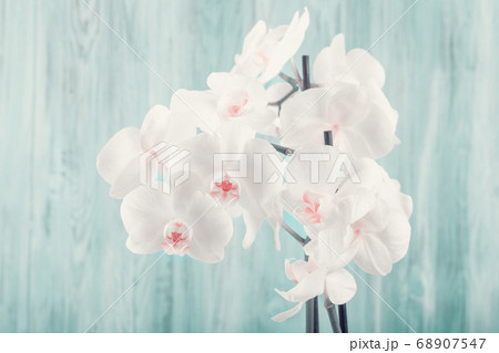romantic flower white orchid 68907547