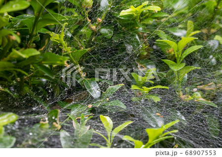 Spider web after rain in garden 68907553