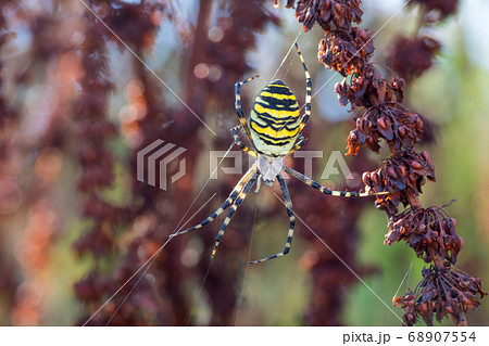Argiope bruennichi (wasp spider) on web 68907554