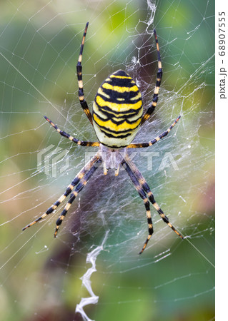 Argiope bruennichi (wasp spider) on web Argiope bruennichi (wasp spider) on web 68907555