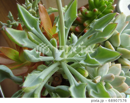 多肉植物　マサイの矢じり 68907576