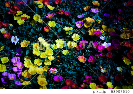 colorful flower in the park 68907610