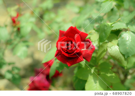 赤いバラ 68907820