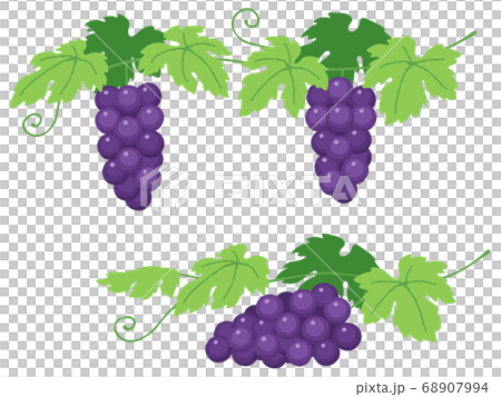 ブドウのイラストセット ブドウのイラストセット 68907994