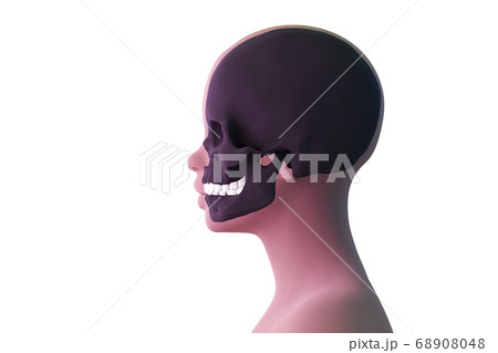 view of the skull in the human head, female head 68908048