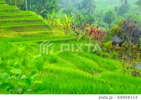 Rice Field Terraces and a Small Temple Surrounded by Flowers Rice Field Terraces and a Small Temple Surrounded by Flowers 68908114