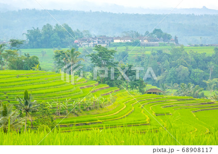 Terraces of Rice Fields in Indonesia and the Village After the Rain 68908117