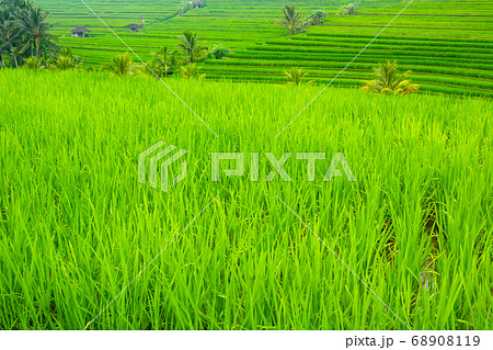 Terraces of Rice Fields and Huts in Indonesia 68908119