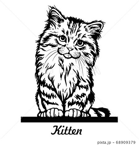 Cute kitten sitting on the line - Cheerful kitty isolated on white - vector stock 68909379