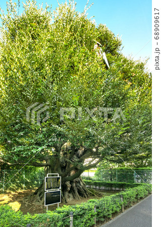 港区高輪の旧細川邸のシイ 68909617