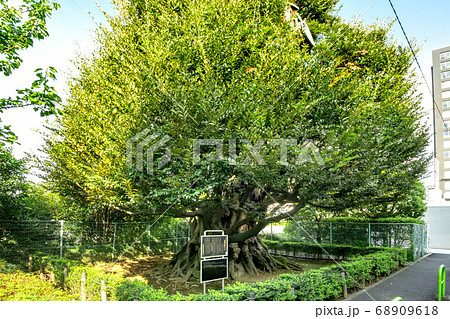 港区高輪の旧細川邸のシイ 港区高輪の旧細川邸のシイ 68909618
