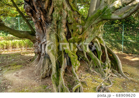 港区高輪の旧細川邸のシイ 68909620