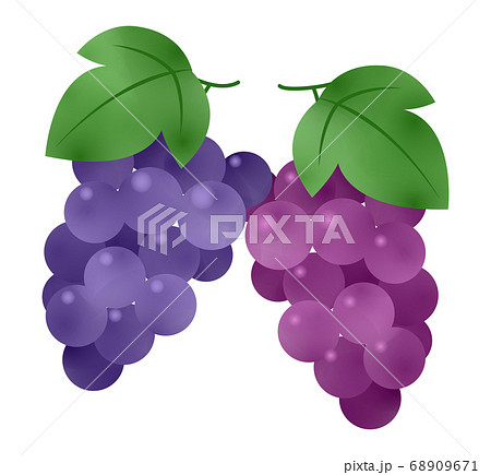 ぶどうのイラスト素材