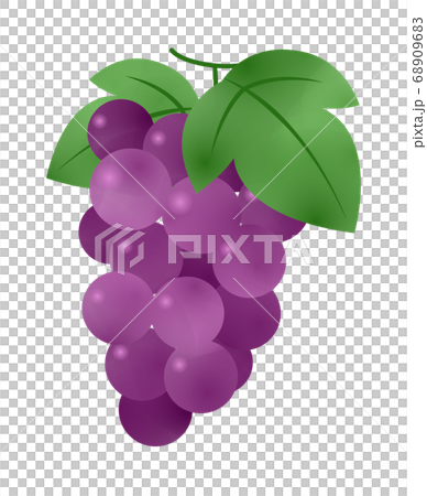 Grape Grape 68909683