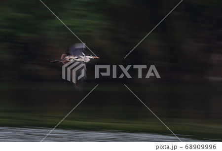 玉名の白石堰に生息する野鳥白鷺 68909996