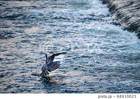 玉名の白石堰に生息する野鳥白鷺 68910025
