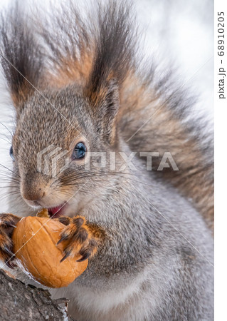 Portrait of a squirrel with nut in winter or autumn Portrait of a squirrel with nut in winter or autumn 68910205