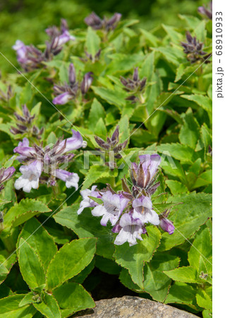 鳥海山の高山植物（イワブクロ） 68910933
