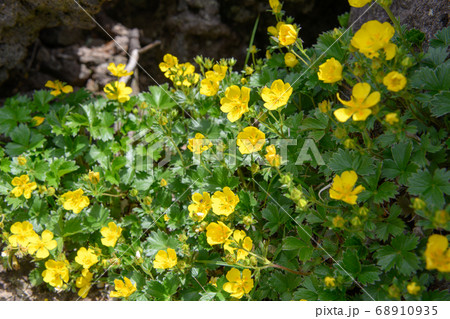 鳥海山の高山植物（ミヤマキンバイ） 68910935