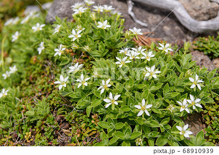 【中古】 鳥海山の植物 鳥海山の花々｜はちべー