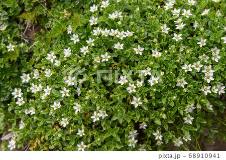 鳥海山の高山植物（チョウカイフスマ） 68910941