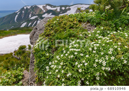 鳥海山の高山植物（チョウカイフスマ） 68910946