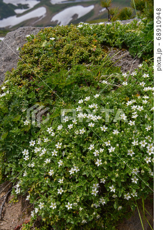 鳥海山の高山植物(チョウカイフスマ) 鳥海山の高山植物(チョウカイフスマ) 68910948