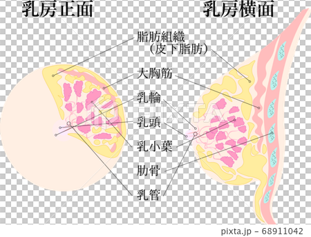 Woman breast cutaway diagram. Stock Photo by ©Pixelchaos